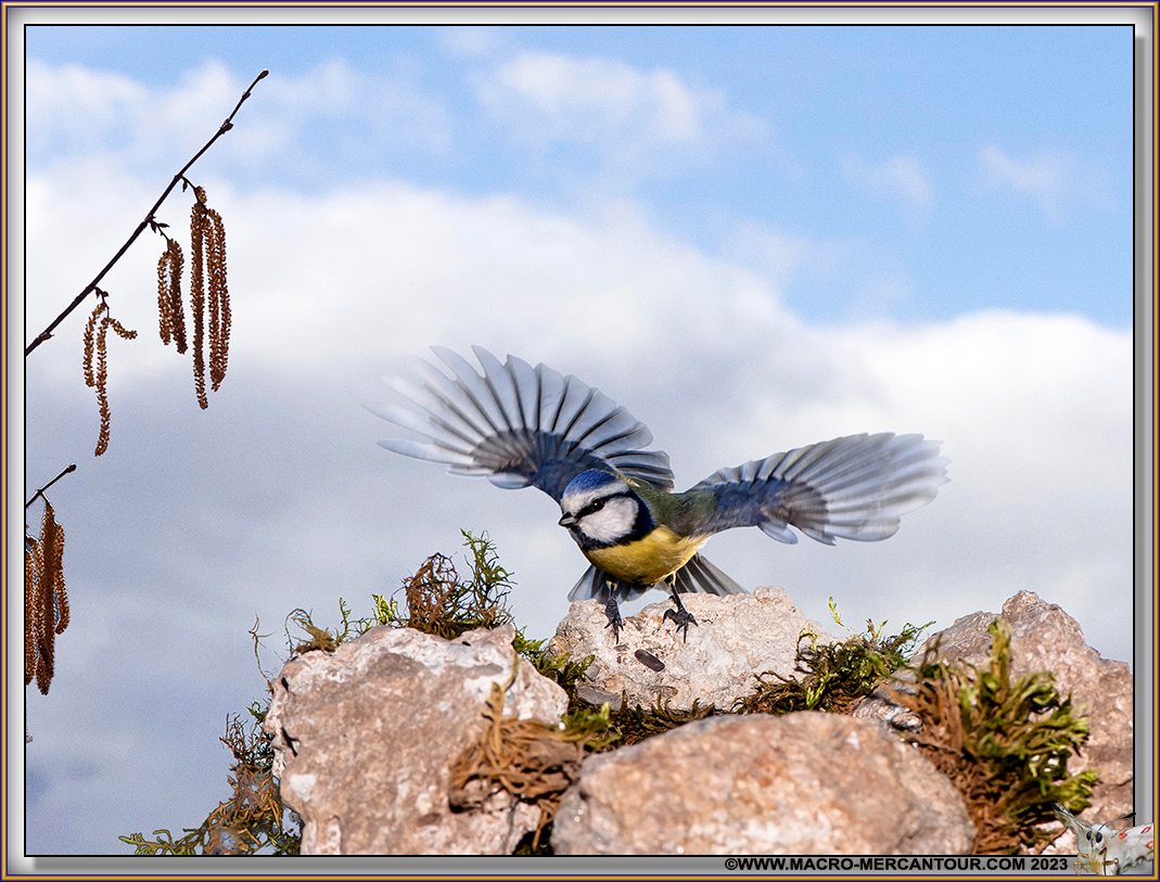 Mésange bleue